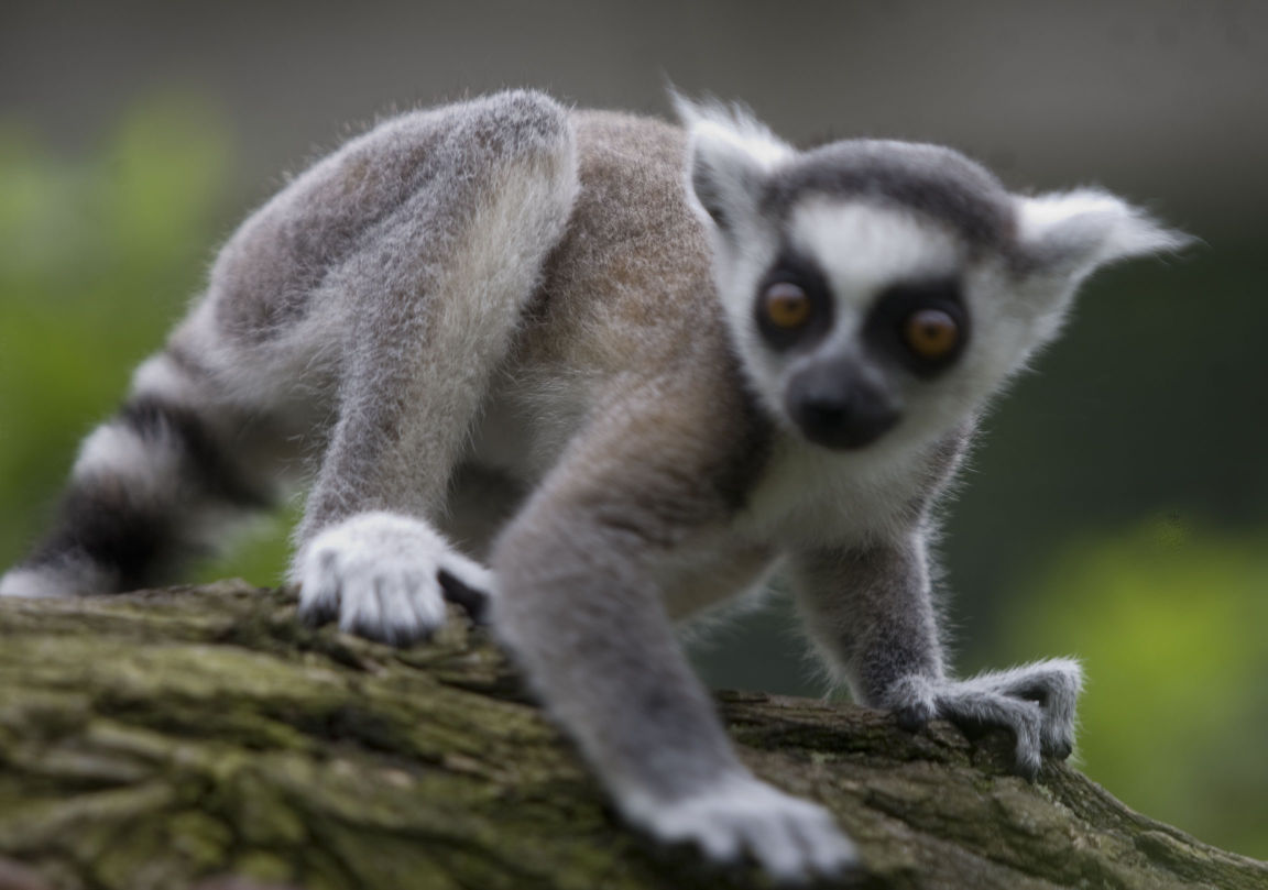 2016: Scovill Zoo Animals